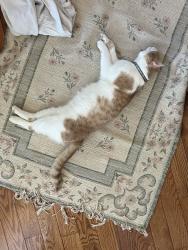Reunited Male Cat last seen Guilford Park High School neighborhood. Mission Rd Jessup, Jessup, MD 20794