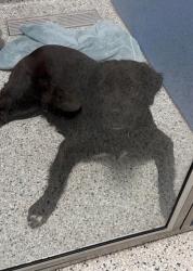 Shelter Stray Female Dog last seen Near E 16th, 64126, MO, Kansas City, MO 64132