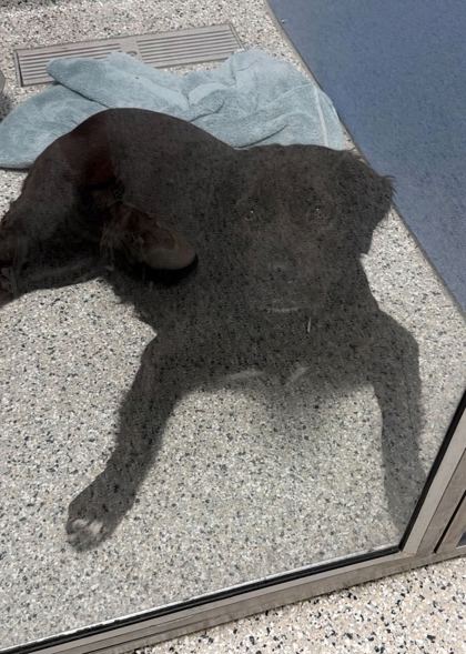 Shelter Stray Female Dog last seen Near E 16th, 64126, MO, Kansas City, MO 64132