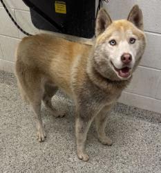 Shelter Stray Male Dog last seen E 15th Ter and Belmont Ave, 64126, MO, Kansas City, MO 64132