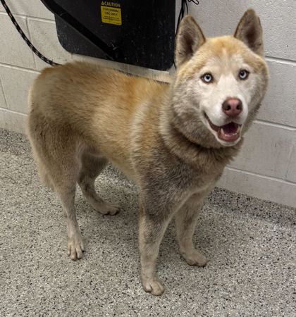Shelter Stray Male Dog last seen E 15th Ter and Belmont Ave, 64126, MO, Kansas City, MO 64132