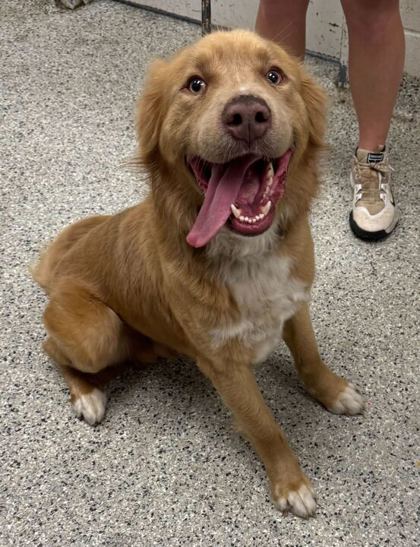 Shelter Stray Male Dog last seen E 55th and Wabash Ave, 64130, MO, Kansas City, MO 64132