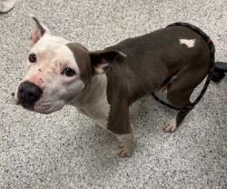 Shelter Stray Female Dog last seen Near Olive St, 64132, MO, Kansas City, MO 64132
