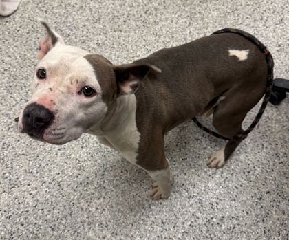 Shelter Stray Female Dog last seen Near Olive St, 64132, MO, Kansas City, MO 64132