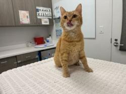 Shelter Stray Female Cat last seen Near Elmwood Ave, 64132, MO, Kansas City, MO 64132
