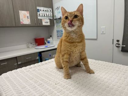 Shelter Stray Female Cat last seen Near Elmwood Ave, 64132, MO, Kansas City, MO 64132