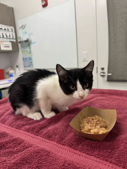 Shelter Stray Male Cat last seen 56th and Kansas Ave, 64119, MO, Kansas City, MO 64132