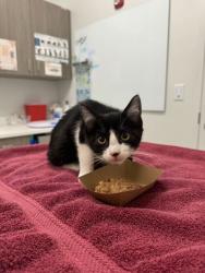 Shelter Stray Female Cat last seen 56th and Kansas Ave, 64119, MO, Kansas City, MO 64132