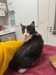 Shelter Stray Female Cat last seen 56th and Kansas Ave, 64119, MO, Kansas City, MO 64132