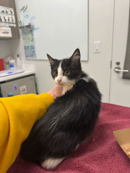 Shelter Stray Female Cat last seen 56th and Kansas Ave, 64119, MO, Kansas City, MO 64132