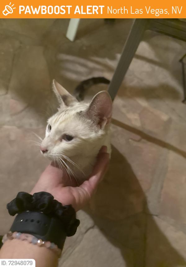 Found/Stray Female Cat last seen Pecos and azure, North Las Vegas, NV 89081