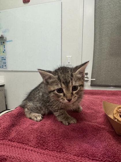 Shelter Stray Female Cat last seen Oakley Ave and E 103rd St, 64137, MO, Kansas City, MO 64132