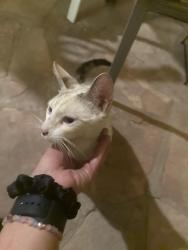 Found/Stray Female Cat last seen Pecos and azure, North Las Vegas, NV 89081