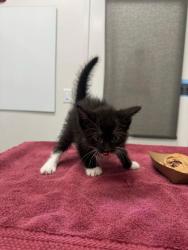 Shelter Stray Male Cat last seen Oakley Ave and E 103rd St, 64137, MO, Kansas City, MO 64132