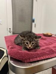 Shelter Stray Female Cat last seen Oakley Ave and E 103rd St, 64137, MO, Kansas City, MO 64132