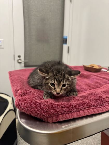 Shelter Stray Female Cat last seen Oakley Ave and E 103rd St, 64137, MO, Kansas City, MO 64132