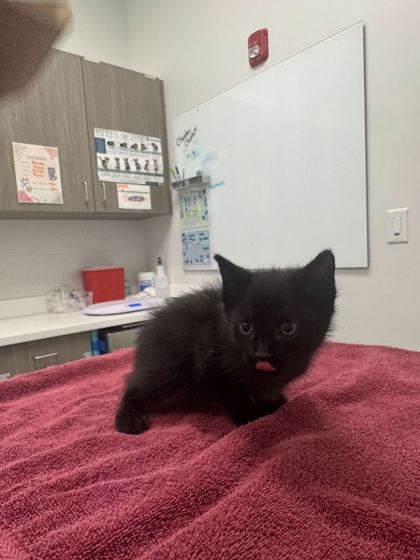 Shelter Stray Female Cat last seen Oakley Ave and E 103rd St, 64137, MO, Kansas City, MO 64132