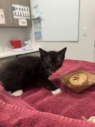 Shelter Stray Female Cat last seen Oakley Ave and E 103rd St, 64137, MO, Kansas City, MO 64132