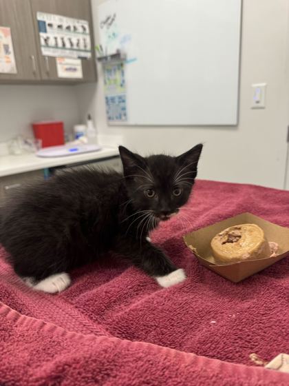 Shelter Stray Female Cat last seen Oakley Ave and E 103rd St, 64137, MO, Kansas City, MO 64132