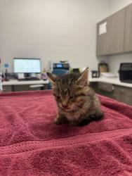 Shelter Stray Male Cat last seen Indiana Ave & Thompson Ave, 64124, 64124, MO, Kansas City, MO 64132
