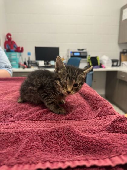 Shelter Stray Female Cat last seen Indiana Ave & Thompson Ave, 64124, 64124, MO, Kansas City, MO 64132