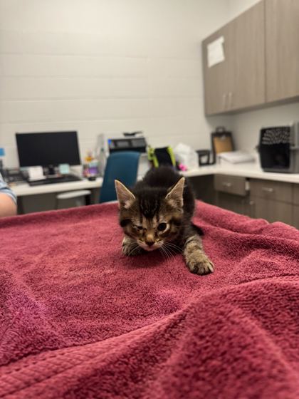 Shelter Stray Female Cat last seen Indiana Ave & Thompson Ave, 64124, 64124, MO, Kansas City, MO 64132