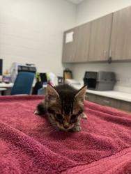 Shelter Stray Male Cat last seen Indiana Ave & Thompson Ave, 64124, 64124, MO, Kansas City, MO 64132