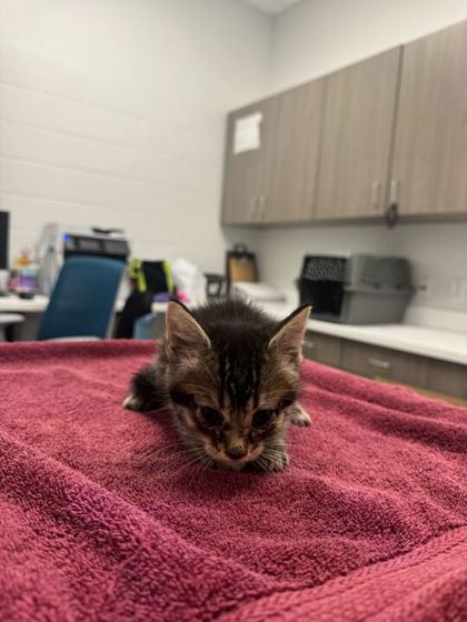 Shelter Stray Male Cat last seen Indiana Ave & Thompson Ave, 64124, 64124, MO, Kansas City, MO 64132