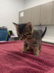Shelter Stray Male Cat last seen Indiana Ave & Thompson Ave, 64124, 64124, MO, Kansas City, MO 64132
