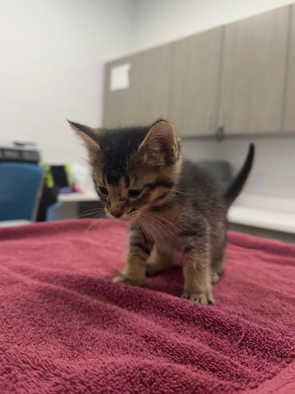 Shelter Stray Male Cat last seen Indiana Ave & Thompson Ave, 64124, 64124, MO, Kansas City, MO 64132