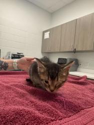 Shelter Stray Male Cat last seen Indiana Ave & Thompson Ave, 64124, 64124, MO, Kansas City, MO 64132