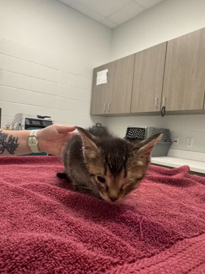 Shelter Stray Male Cat last seen Indiana Ave & Thompson Ave, 64124, 64124, MO, Kansas City, MO 64132