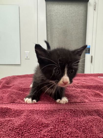 Shelter Stray Female Cat last seen E 51st St & College Ave, 64130, 64130, MO, Kansas City, MO 64132