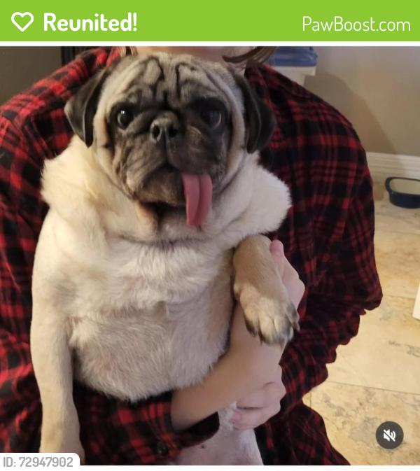 Reunited Male Dog last seen Near Forrester Drive , Pearland, TX 77584
