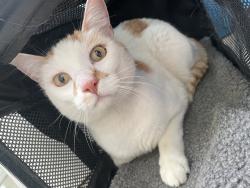 Found/Stray Male Cat last seen Jack and Helen Doyle Dog Park, Burlington, WA 98233
