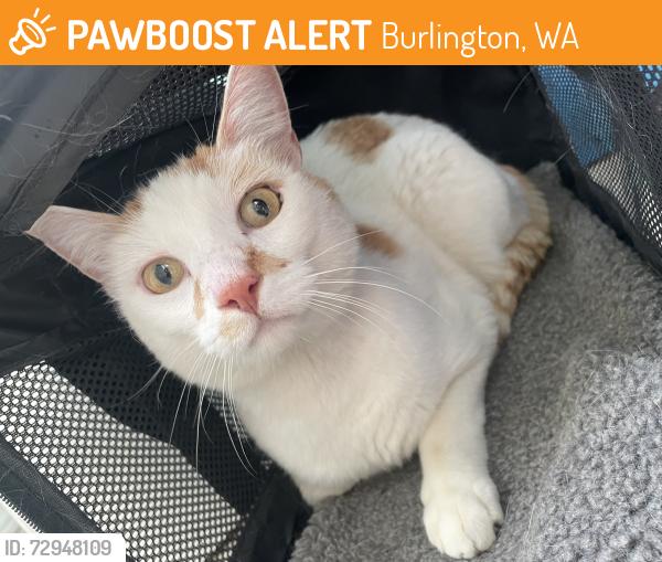 Found/Stray Male Cat last seen Jack and Helen Doyle Dog Park, Burlington, WA 98233