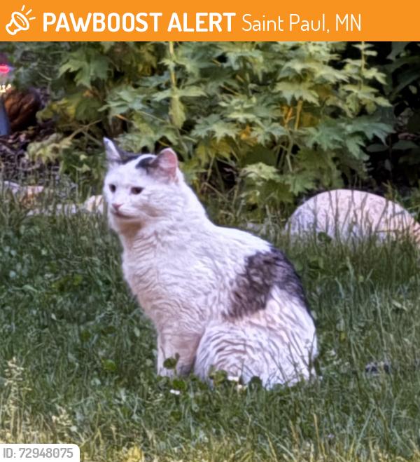 Found/Stray Unknown Cat last seen Orange and Osage, Saint Paul, MN 55117