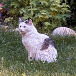 Found/Stray Unknown Cat last seen Orange and Osage, Saint Paul, MN 55117