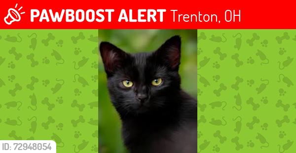 Lost Male Cat last seen East Page Ave and Third Street, Trenton, OH 45067