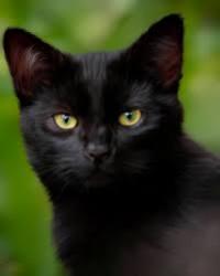 Lost Male Cat last seen East Page Ave and Third Street, Trenton, OH 45067