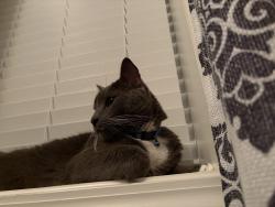 Reunited Male Cat last seen Lewisville Clemmons rd & Linwood drive , Clemmons, NC 27012