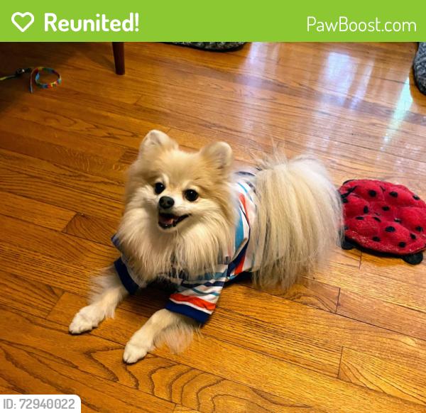 Reunited Male Dog last seen Cheshire & Oak Forest Drive, Houston, TX 77018