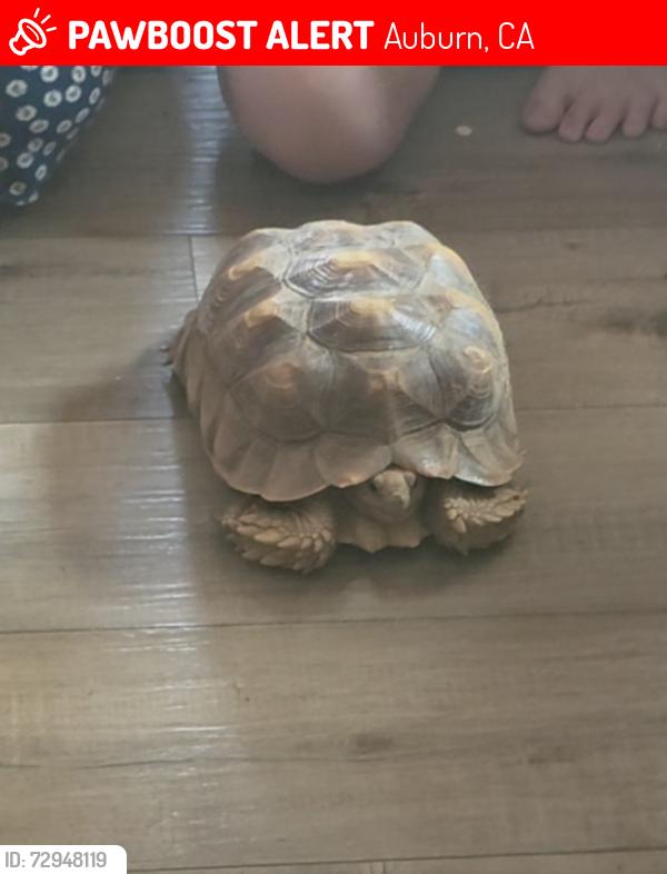 Lost Unknown Reptile last seen Village lane and fulweiler , Auburn, CA 95603