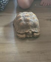 Lost Unknown Reptile last seen Village lane and fulweiler , Auburn, CA 95603