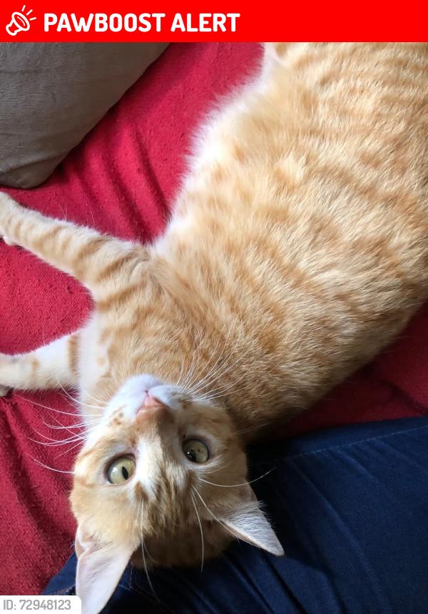 Lost Male Cat last seen Jardim Leopoldina , Jardim Dona Leopoldina, RS 91240-090