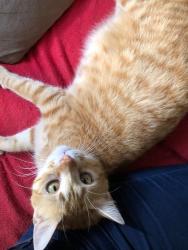 Lost Male Cat last seen Jardim Leopoldina , Jardim Dona Leopoldina, RS 91240-090