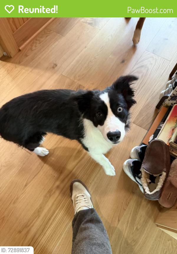 Reunited Female Dog last seen Pyramid Hill, Hamilton, OH 45013