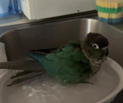 Lost Female Bird last seen Recycle Road, San Francisco, CA 94134