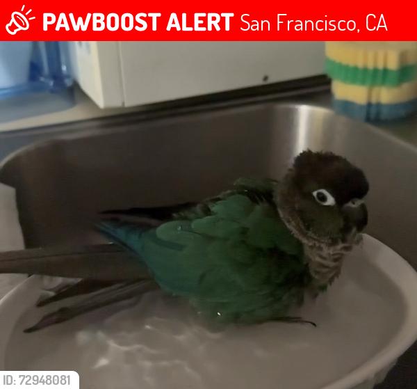Lost Female Bird last seen Recycle Road, San Francisco, CA 94134