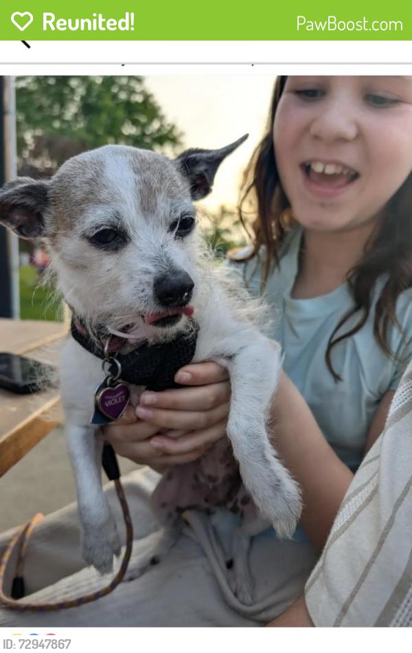 Reunited Female Dog last seen Near block of Chicago Ave, Champaign, Champaign, IL 61821